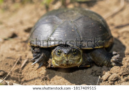 Yellow mud turtle on the move, Iowa, USA Royalty-Free Stock Photo #1817409515