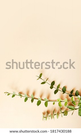 Top view of the twigs of a green plant on a beige background with copy space. Vegetable flat lay