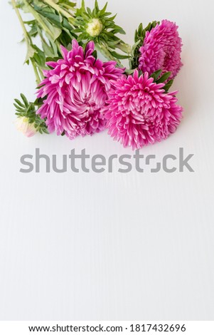 Colorful autumn or summer aster flowers. On a white textured background are flowers of pink colors. Image with blank space for captions. Teacher's Day, Birthday or Anniversary. Gift card