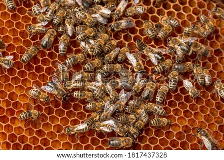 honeybees in hive close up