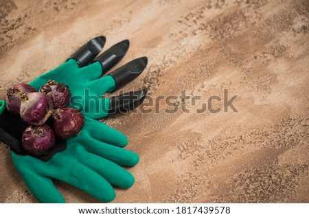 hyacinth flowerbulbs and gardening tools over abstract textured background surface