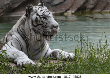 White tiger on the banks of a waterhole