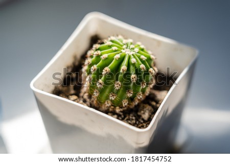 Little cactus on wahite pot, plant for decoration