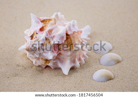 On the white sand lies a pink seashell of an unusual shape. Macro photography of a marine theme. The beach is somewhere near the sea or ocean. 
