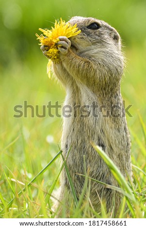 European Ground Squirrel (Spermophilus Citellus) around Vienna