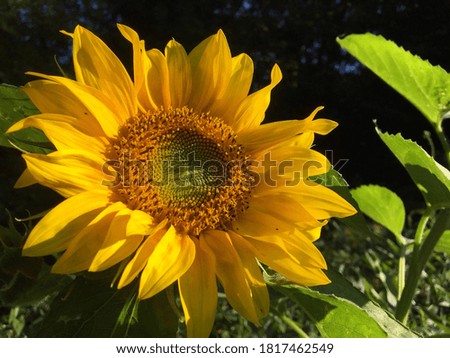 Pretty sunflower taking a sun bath in autumn