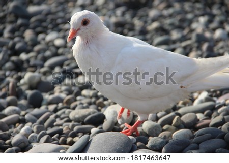 white dove posing on a wild beach