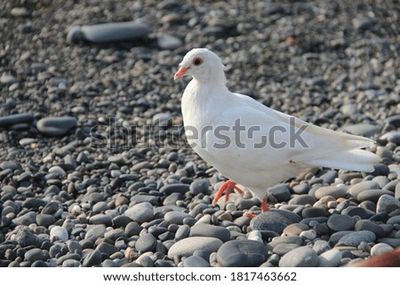 white dove posing on a wild beach