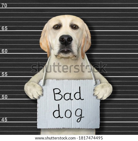 A dog was arrested. He has a sign around its neck that says bad dog. Police lineup background.