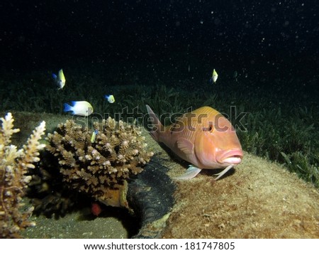 Red Sea goatfish