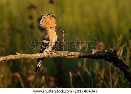 Eurasian Hoopoe (Upupa epops) feeding it's chicks captured in flight. Wide wings, typical crest and pray in the beak. Hunting insect, lizard, gecko, spiders, grub, maggot and worms.