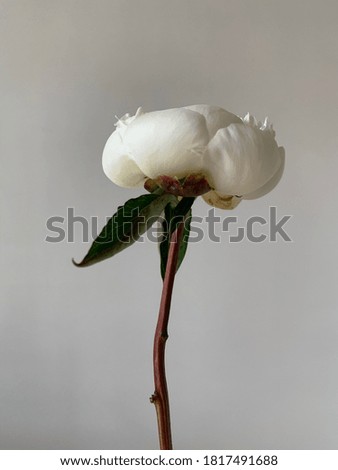 Minimalist style peonies flower picture