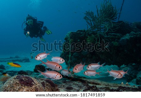 Women diver explores the wrecks at the Bridge dive site on the island of Sint Maarten, Dutch Caribbean Royalty-Free Stock Photo #1817491859
