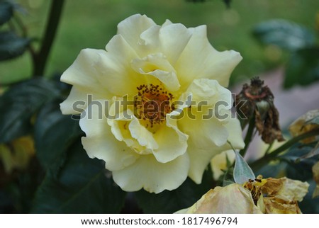 A selective focus shot of a Rose Dukat