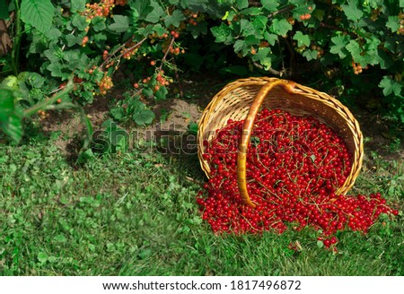 Harvest of ripe red currants in a wicker basket on the grass in the morning sun