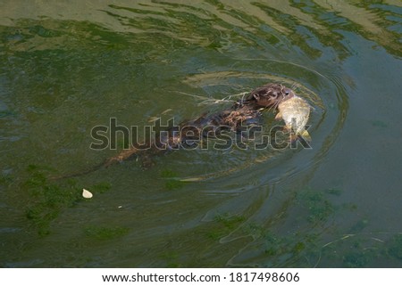 River Otter Pup Swimming With A Freshly Caught Fish