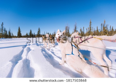 Dog sledding Fairbank, Alaska Winter