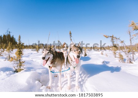 Dog sledding, Fairbank, Alaska Winter