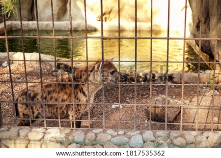 spotted hyenas behind bars at the zoo