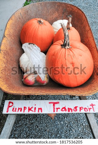 A rusty old wheelbarrow full of pumpkins with a handmade sign "Pumpkin Transit"