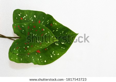 Beautiful bright white background with natural ornamental heart leaves to celebrate Valentine's Day, also an elegant background for the arrival of Christmas 2021.