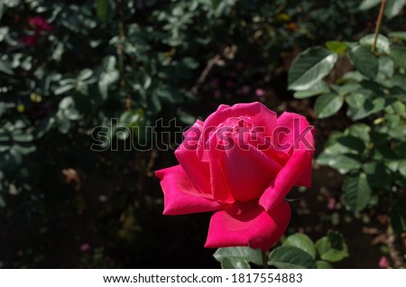 Red Flower of Rose 'Maria Callas' in Full Bloom
