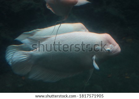 Lohan Putih. White lohan or louhan fish or flowerhorn in the aquarium. 
