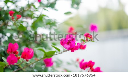 Bush of Pink Flowers With Trees in the Background