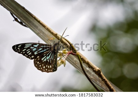 A Blue Tiger butterfly sipping nectar from a flower