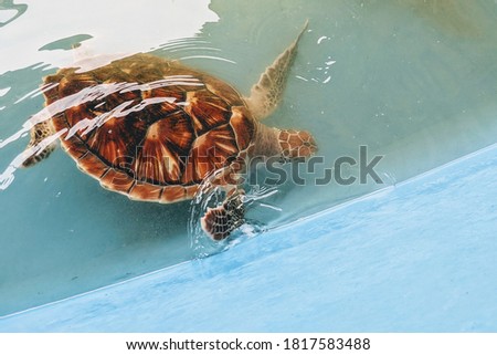 Turtle cruising in the warm waters