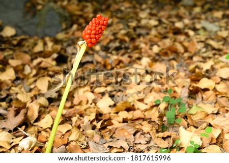 arum plant with ripe red berries in the forest