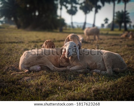 A portrait picture of a beautiful and cute sheep couple