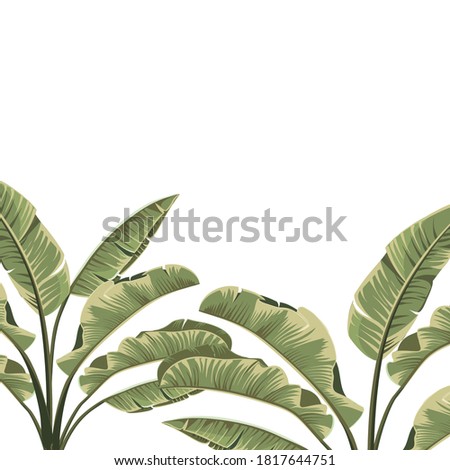 Frame of tropical botanical foliage plants green palm banana
