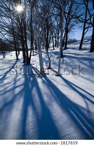 Winter sun silhouettes bare trees in the snow