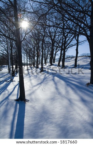 Winter sun silhouettes bare trees in the snow