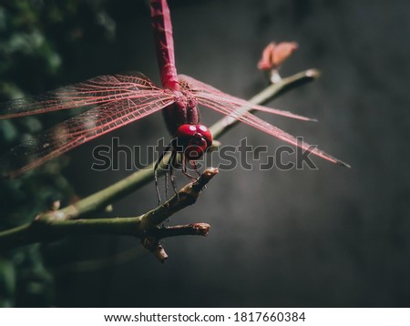 awesome dragonfly captured in the frame with wonderful background.amazing macro photography.