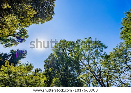 Fresh green trees and blue sky