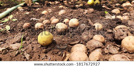 in this picture some rotten lemons and beautiful image is shown in this picture