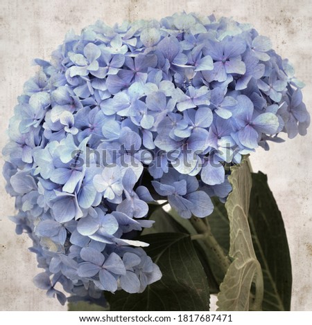 textured stylish old paper background, square, with blue hydrangea flowers