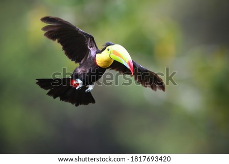 Keel-billed Toucan is flying in forest