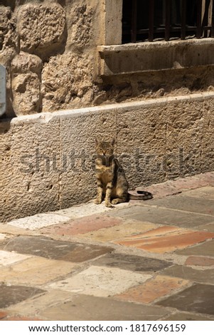 A beautiful and sweet kind tabby cat from the old town of Kotor, all animals loved by all have a rest and enjoy life