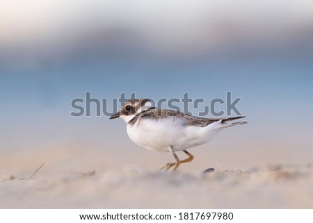 Waders or shorebirds, ringed plover on the beach