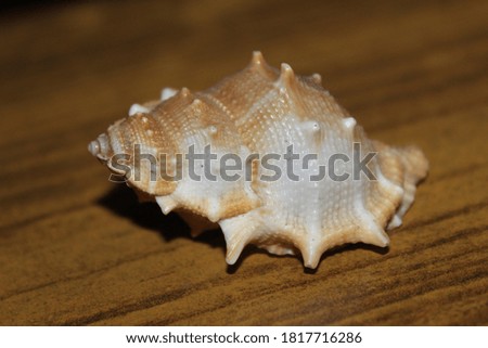 This picture is of hard shell of snail.