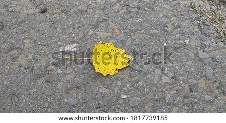 autumn wallpaper leaf on the asphalt walk
