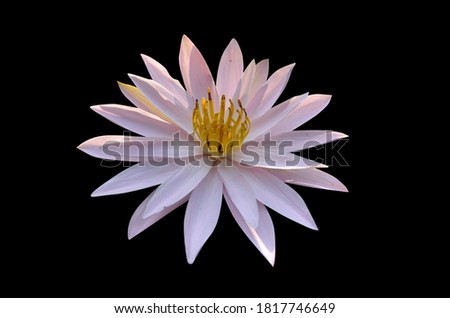 Nymphaea isolated on black background clipping path included