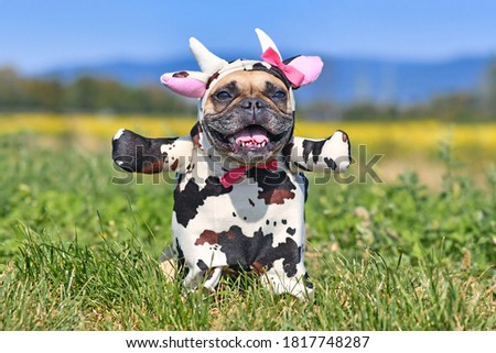 Happy French Bulldog dog wearing a funny full body Halloween cow costume with fake arms, horns, ears and ribbon Royalty-Free Stock Photo #1817748287