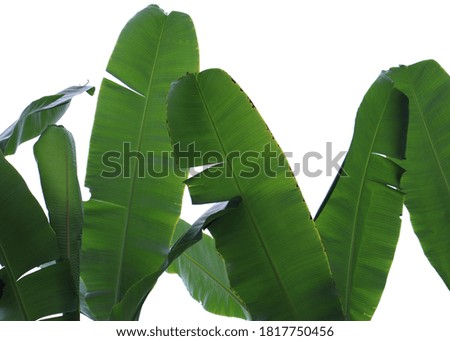 Frame image leaves banana green