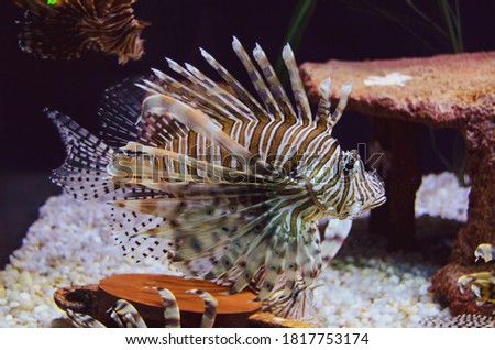 Lion Fish swimming a salt water tank in an aquarium
