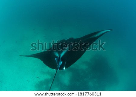 A Manta ray, Manta alfredi, cruises near a cleaning station in Raja Ampat, Indonesia. This remote, tropical region within the Coral Triangle is known for its spectacular collection of marine life.
