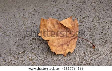 yellowed maple leaf on the concrete. creative autumn background. copy space 